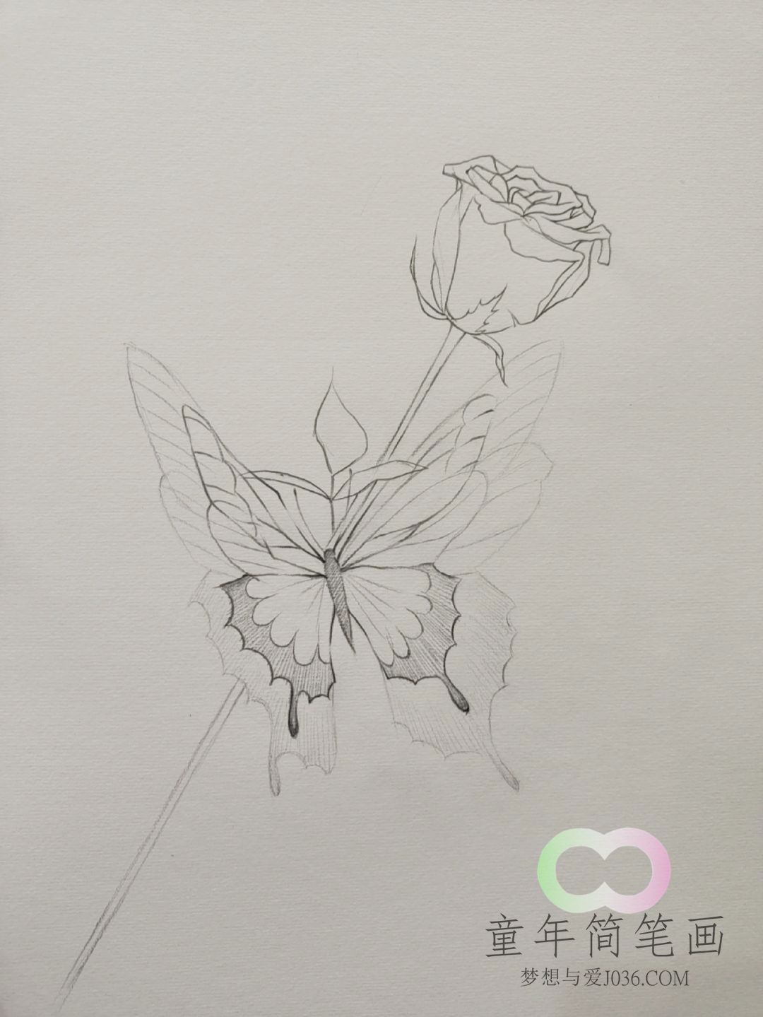 玫瑰与蝴蝶简笔画教程--童年简笔画-优质简笔画教程网站